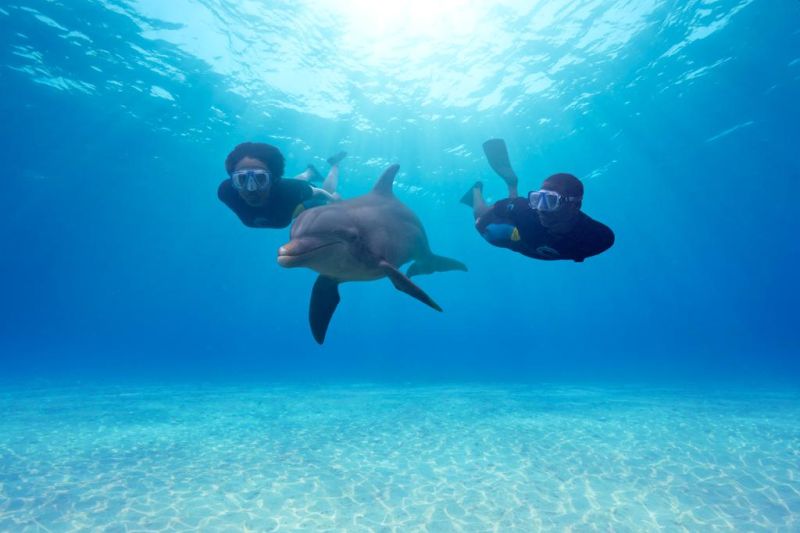 The Reef welcomes guests to unplug completely or plug in to all Atlantis has to offer. Residences at The Reef run from stunning studios to three bedroom suites with kitchenette or full kitchens, and magnificent ocean views.
